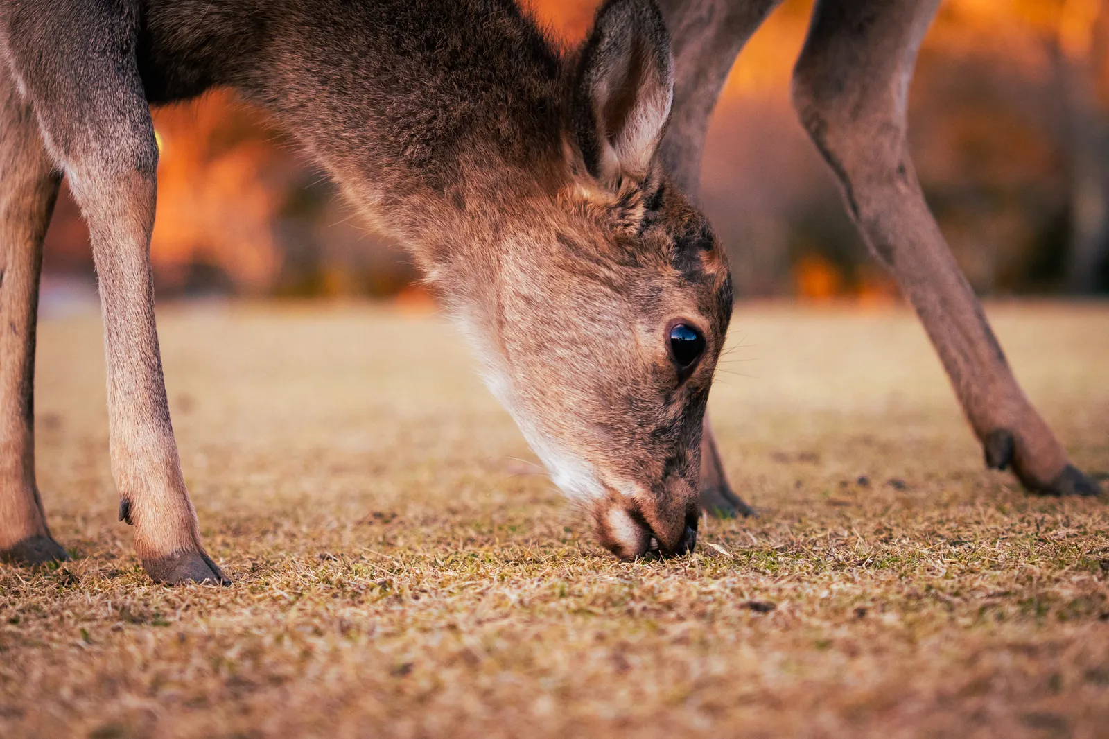 A deer grazing in warm afternoon light